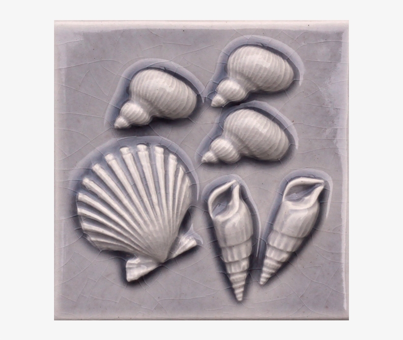 4 1/4" X 4 1/4" Snails/cockle/phos Shells, transparent png download