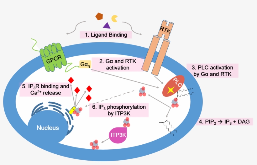 Calcium Signaling Pathway - Calcium Signaling During Fertilization, transparent png download