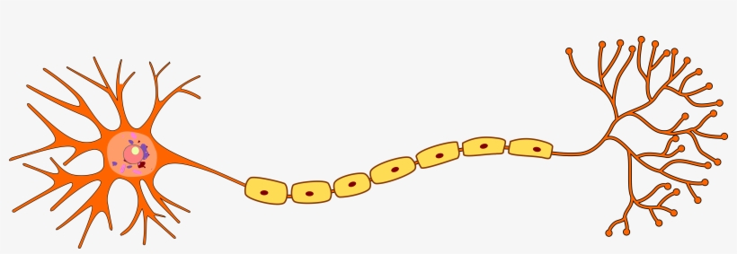 Structure Of Neuron - Neuron Png PNG Image | Transparent PNG Free ...
