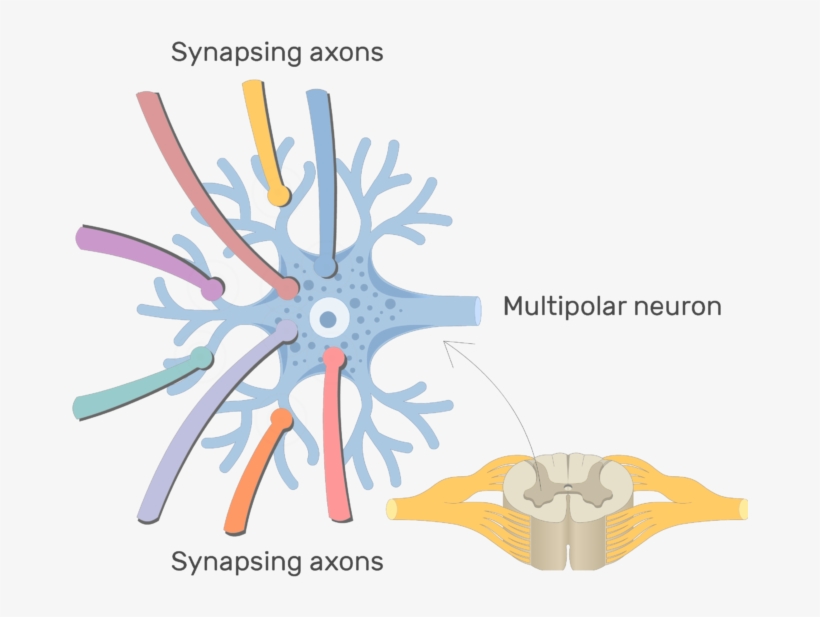 Neuron Clipart Generic - Multipolar Neuron, transparent png download