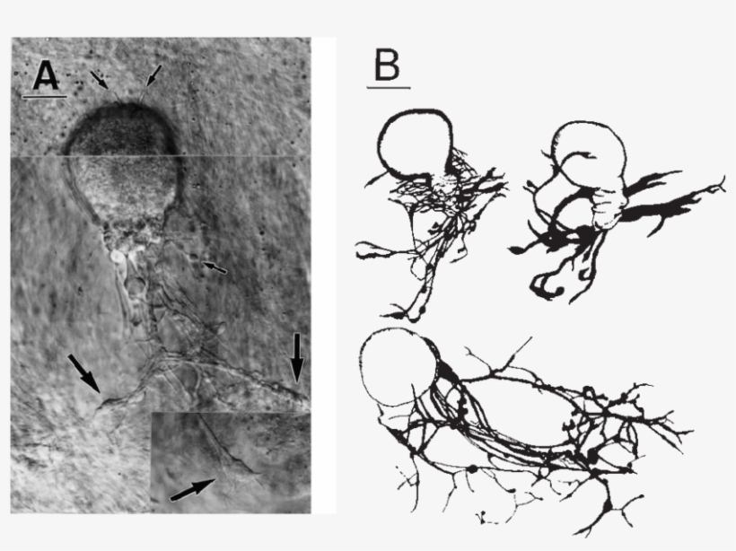 Nomarski Image Of A Neuron After 36 Hours In Culture - Sketch, transparent png download