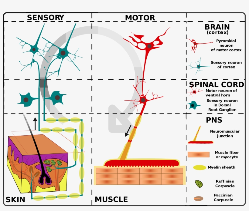 Enter Image Description Here - Nervous System, transparent png download
