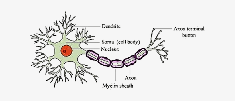 Q 4 A Image Of Neuron - Neuron In Malayalam, transparent png download