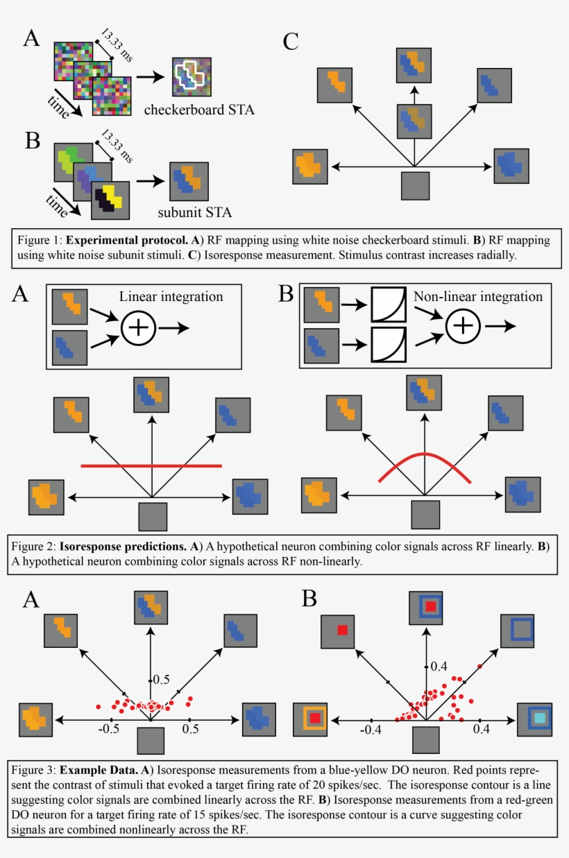 Our Lab Is Interested In Understanding How V1 Neurons - Neuron, transparent png download
