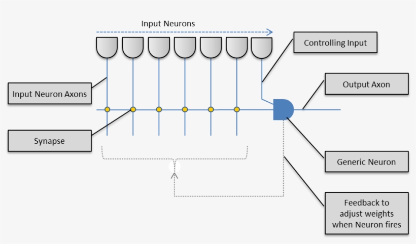 Whilst The Neuron Is Implemented Using Complex Biochemical - Diagram, transparent png download