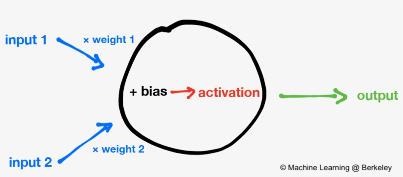 A Neuron Weights Its Inputs And Then Sums Them Up With - Neuron Ml, transparent png download