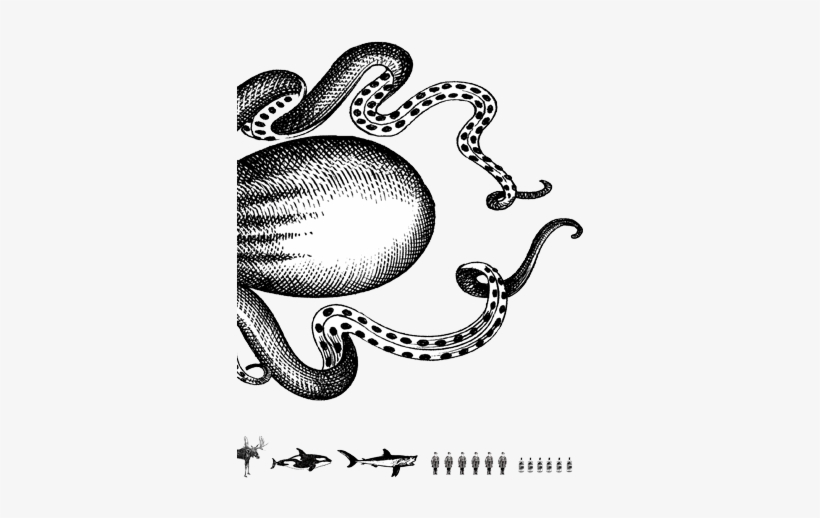 The Kraken™ Black Spiced Rum - Kraken Rum Black Spiced 1l, transparent png download