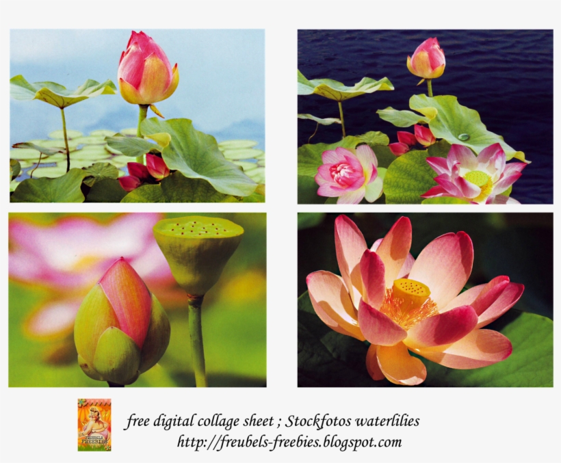 Free Collage Sheet Water Lilies Cards - Sacred Lotus, transparent png download