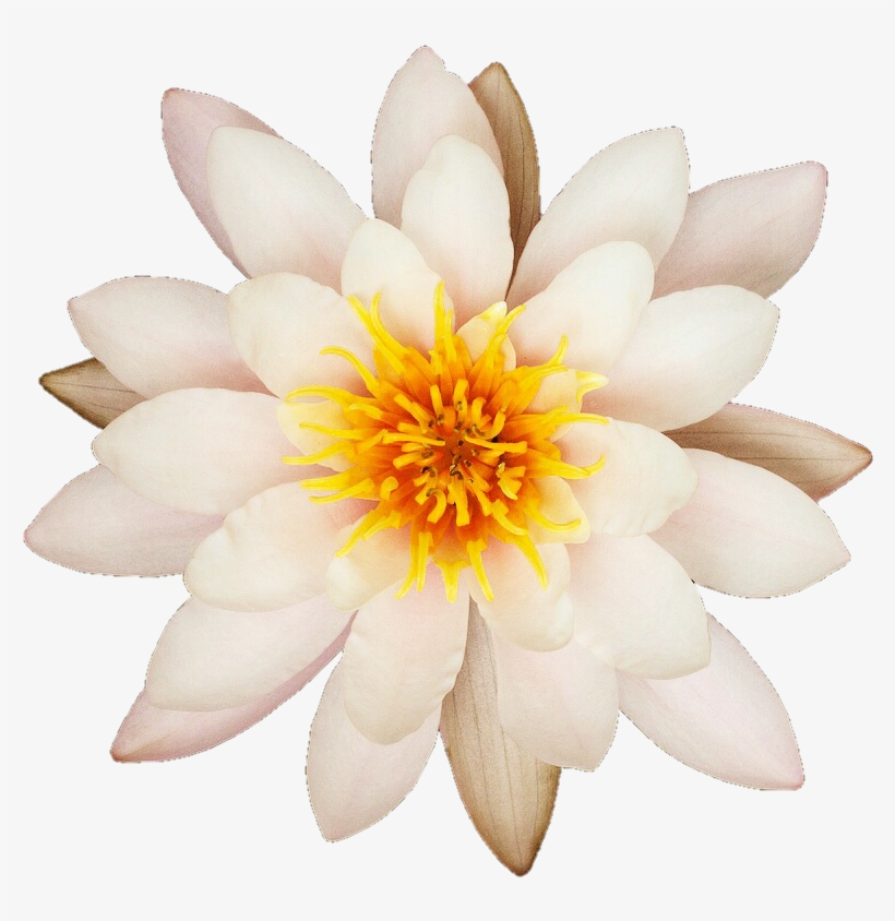 Quit White Water Lily By Jeanicebartzen27 On Deviantart - Wandbild Weiße Lilie, Grafikdruck Big Box Art, transparent png download