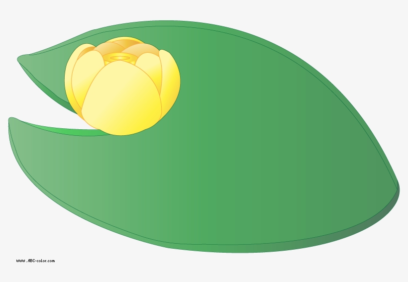 Download Bitmap Picture Yellow Water Lily - Water, transparent png download