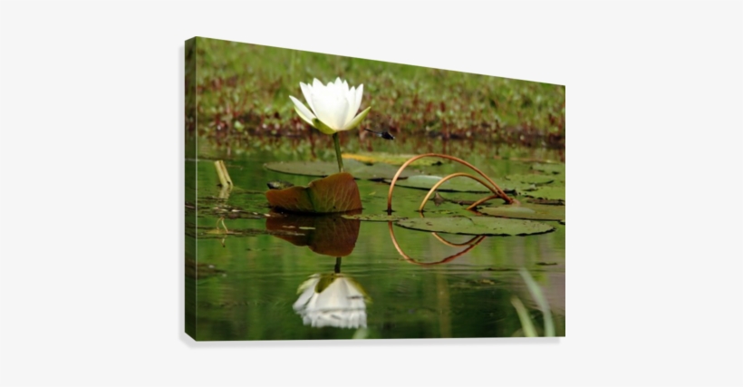 White Water Lily Canvas Print - Sacred Lotus, transparent png download