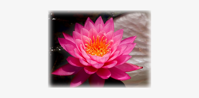 Waterlily Tan Kwan - Water Lily Tan Kwan, transparent png download