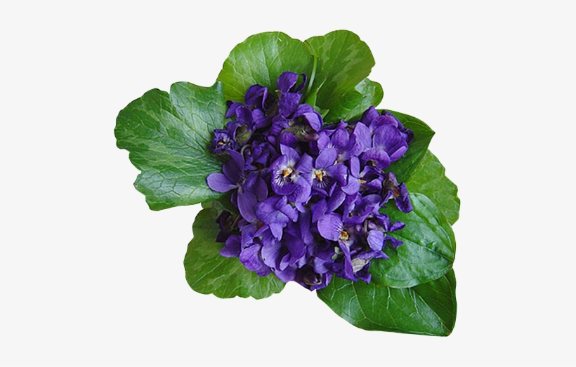 Violet Png Transparent Image - African Violet Transparent, transparent png download