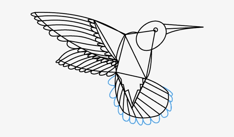 How To Draw A Hummingbird - Drawing, transparent png download