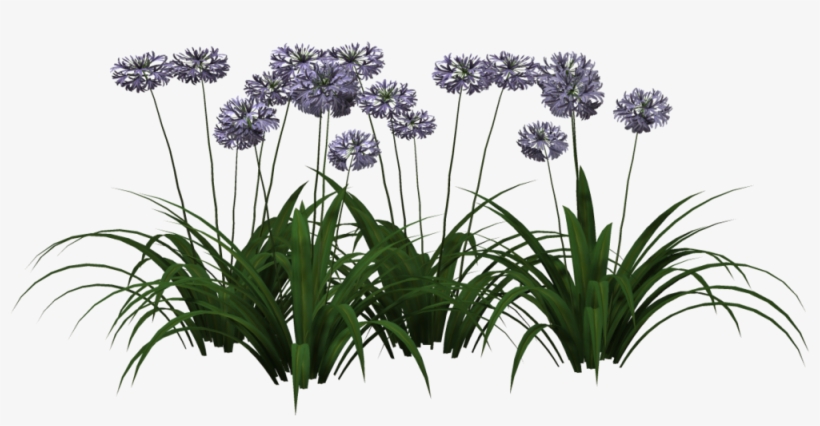 Type 1 05 By Wolverine041269 - Agapanthus, transparent png download