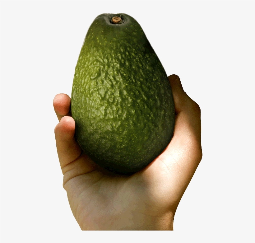 Avocado In Hand, transparent png download