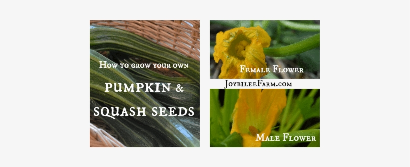 How To Grow Your Own Pumpkin Seeds And Squash Seeds - Pumpkin Seed, transparent png download