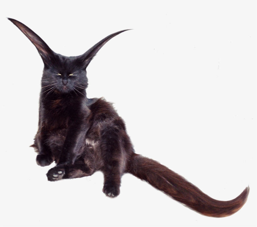 Free Hi-res Cat - Black Cat, transparent png download