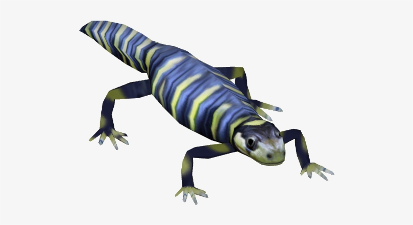 Eastern Tiger Salamander - Eastern Tiger Salamander Png, transparent png download