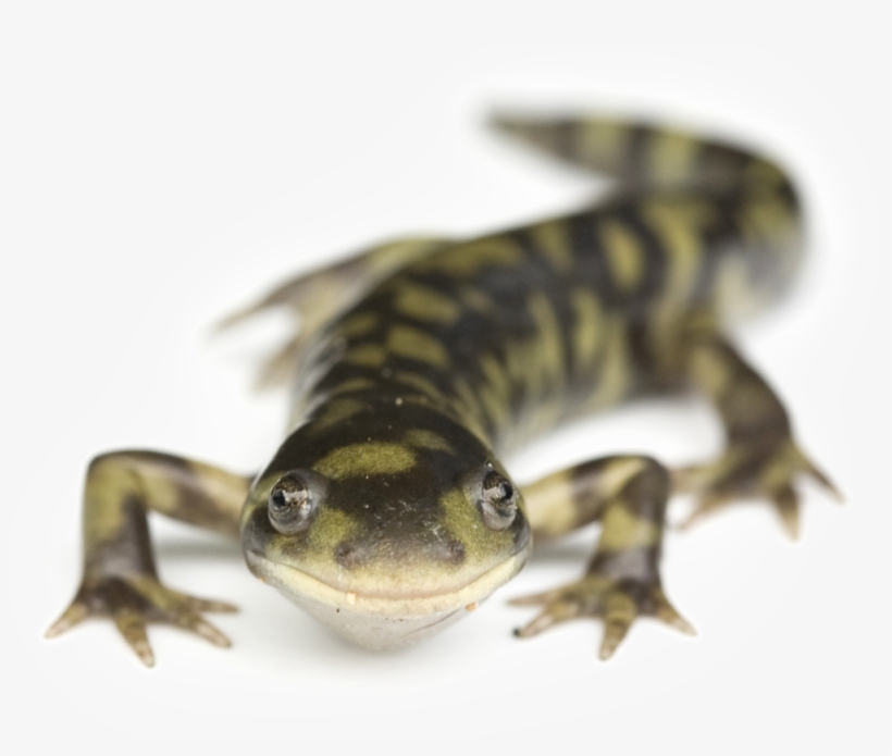 Salamander, transparent png download
