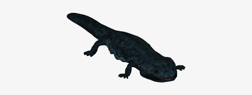 Salamanderchinesegiant Tamara Henson - Chinese Giant Salamander Png, transparent png download