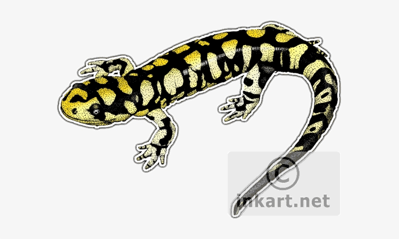 Tiger Salamander Decal - Indiana State Official Animal, transparent png download