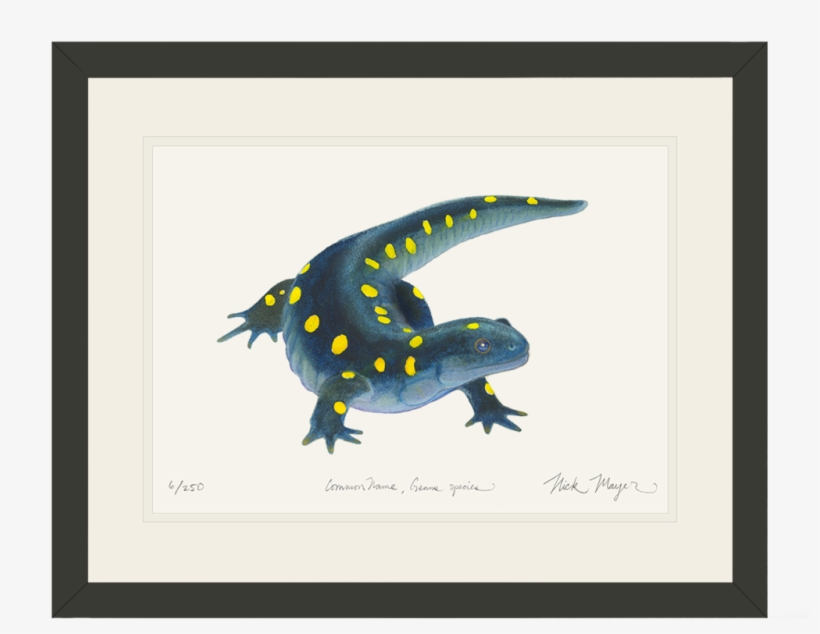Yellow Spotted Salamander - Spotted Salamander, transparent png download