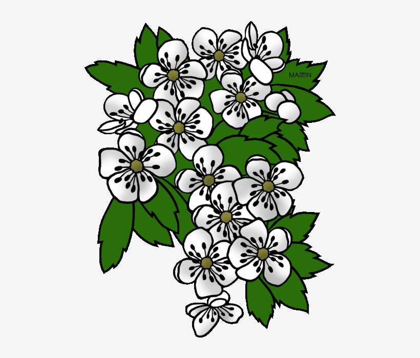 United States Clip Art By Phillip Martin, Missouri - Missouri State Flower Clipart, transparent png download