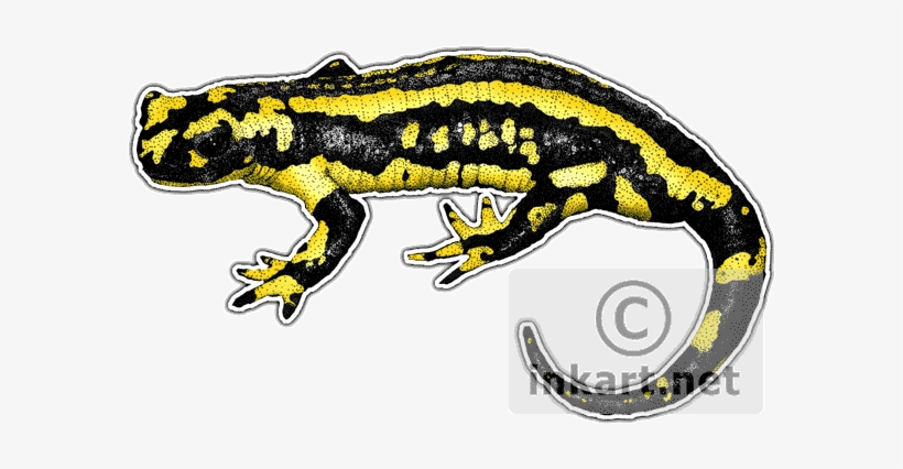 Fire Salamander Decal - Fire Salamander, transparent png download