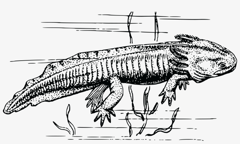, , - Axolotl Clip Art, transparent png download
