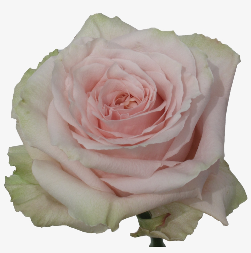 Rose Shimmer - Shimmer Rose, transparent png download