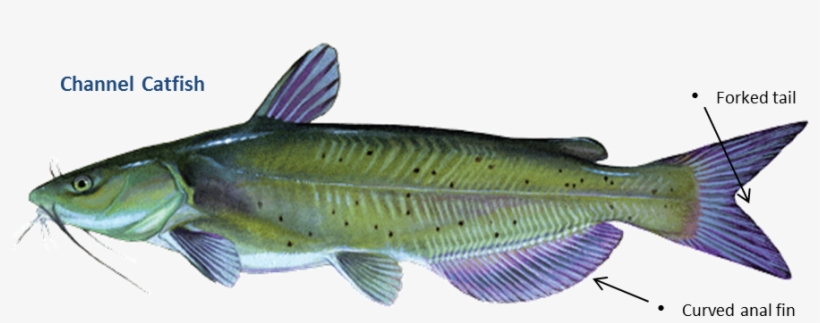 Oklahoma Catfish, transparent png download