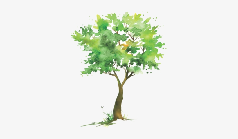 Duties Of The Tree Commission Include - Maple Leaf, transparent png download