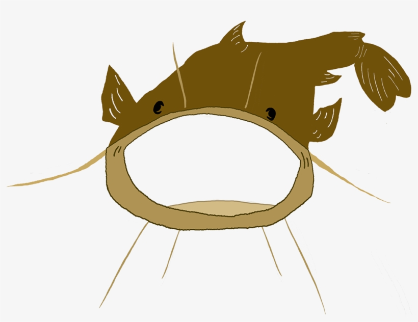 - About - - Catfish, transparent png download