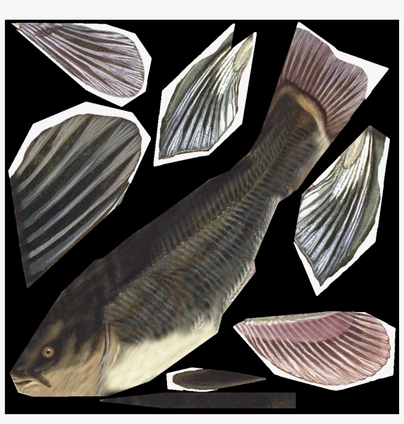 Catfish - Fish Products, transparent png download