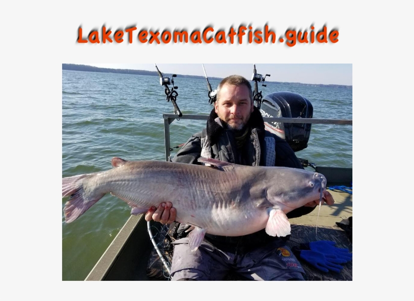Catching Blue Catfish - Lake Tawakoni, transparent png download