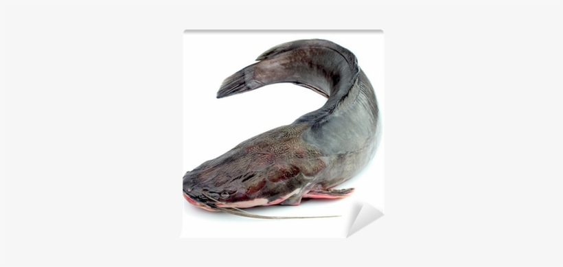 Fresh Catfish, transparent png download