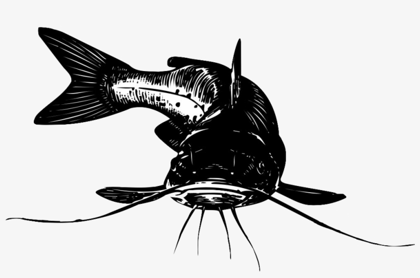 Yükle Catfish Png Pictures Free Downloadcatfish Png - Beer, transparent png download