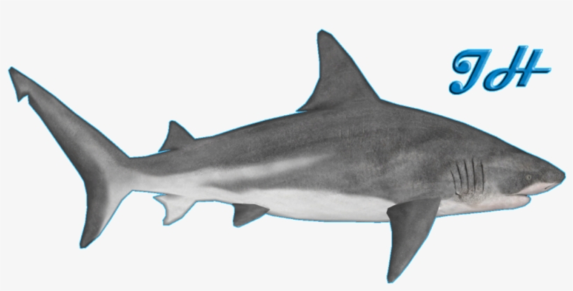 Bull Shark - Zoo Tycoon 2 Bull Shark, transparent png download