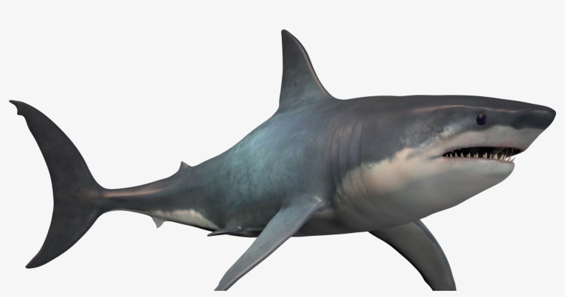Shark Png Pic - Posterazzi The Megalodon Shark Is An Extinct Megatoothed, transparent png download