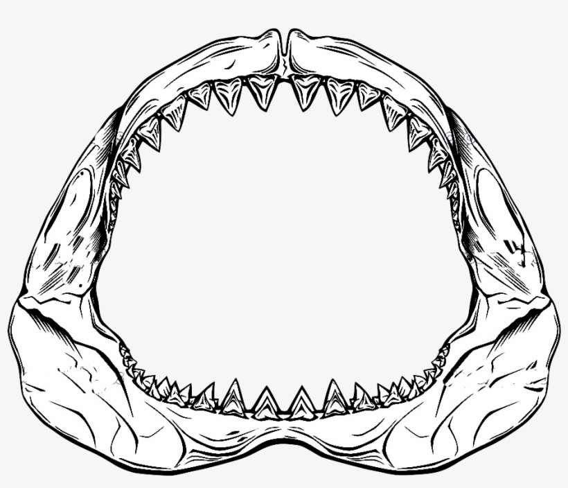 Jaws Transparent Shark - Shark Jaw Drawing, transparent png download