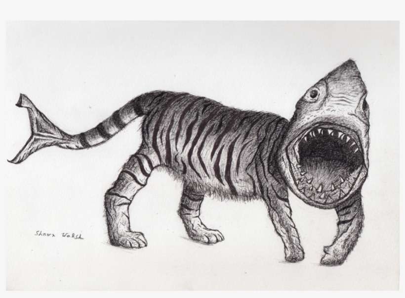 Tiger-shark - Siberian Tiger, transparent png download