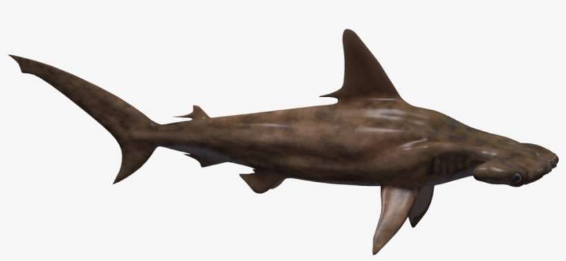 Hammerhead Shark Png - Hammerhead Shark, transparent png download