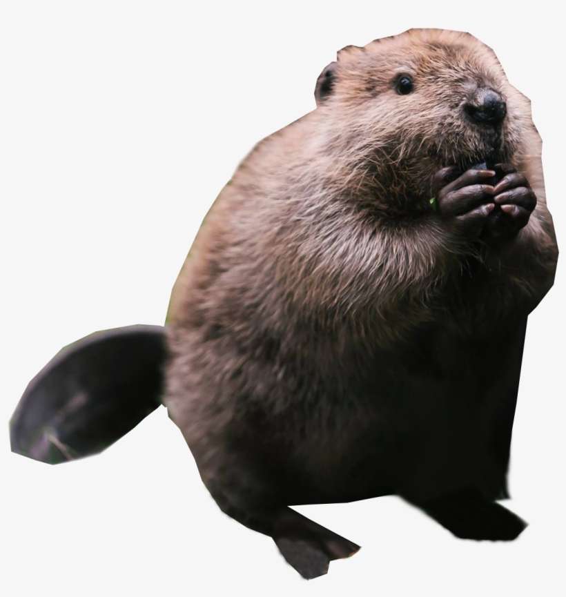 Beaver Standing Png Image - Beaver Png, transparent png download