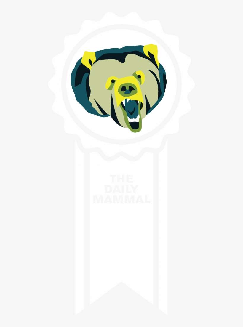 Canadian Beaver - Beaver Dam, transparent png download