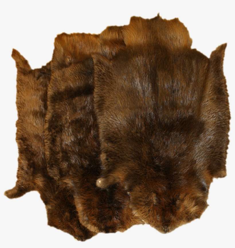 Beaver Pelt Northern Beaver Fur PNG Image Transparent PNG Free Beaver Pelt Northern Beaver Fur PNG Image Transparent PNG Free