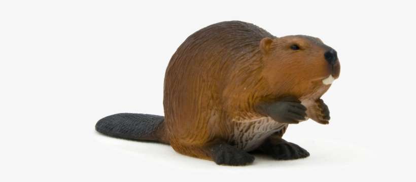 Animal Planet Beaver - Beaver By Mojo, transparent png download