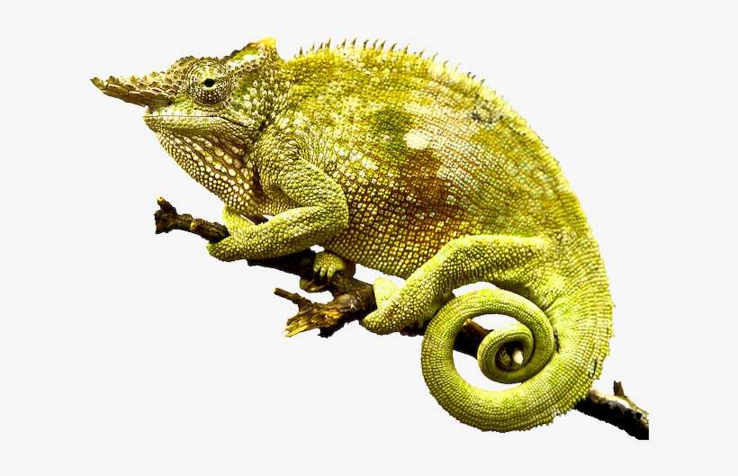 Chameleon Png Photo - Chameleon Png, transparent png download