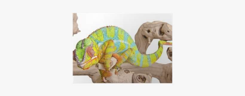 Chameleons, transparent png download