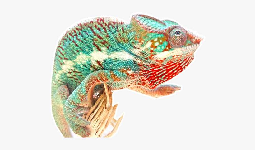 Chameleons, transparent png download